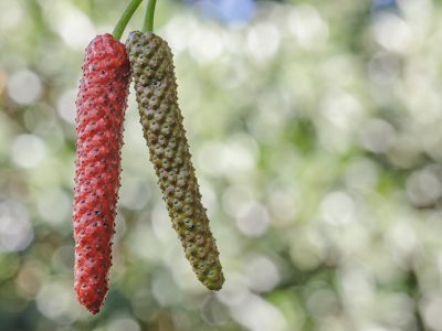 Long Pepper plant from India