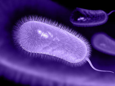helicobacter pylori h pylori