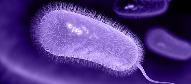 helicobacter pylori h pylori