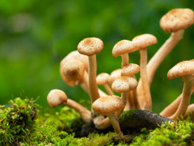 Edible mushrooms in a forest on green background. Honey agarics mushrooms