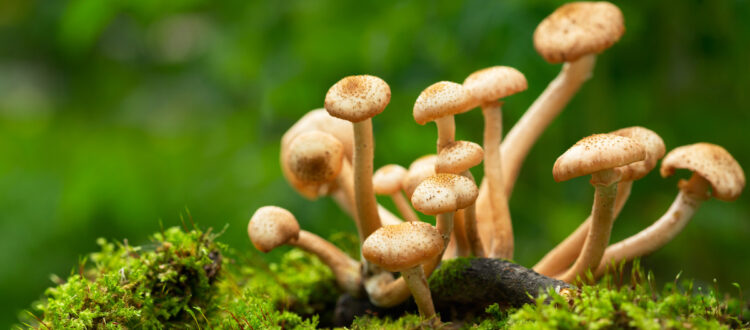 Edible mushrooms in a forest on green background. Honey agarics mushrooms
