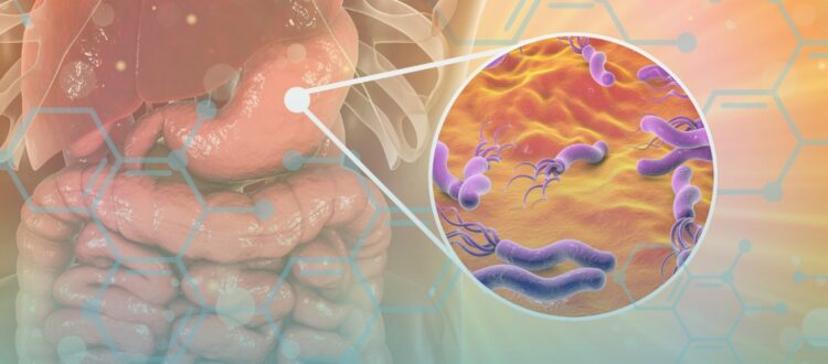 h. pylori in the stomach